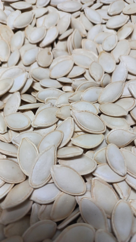 بذرکدو گوشتی ایرانی