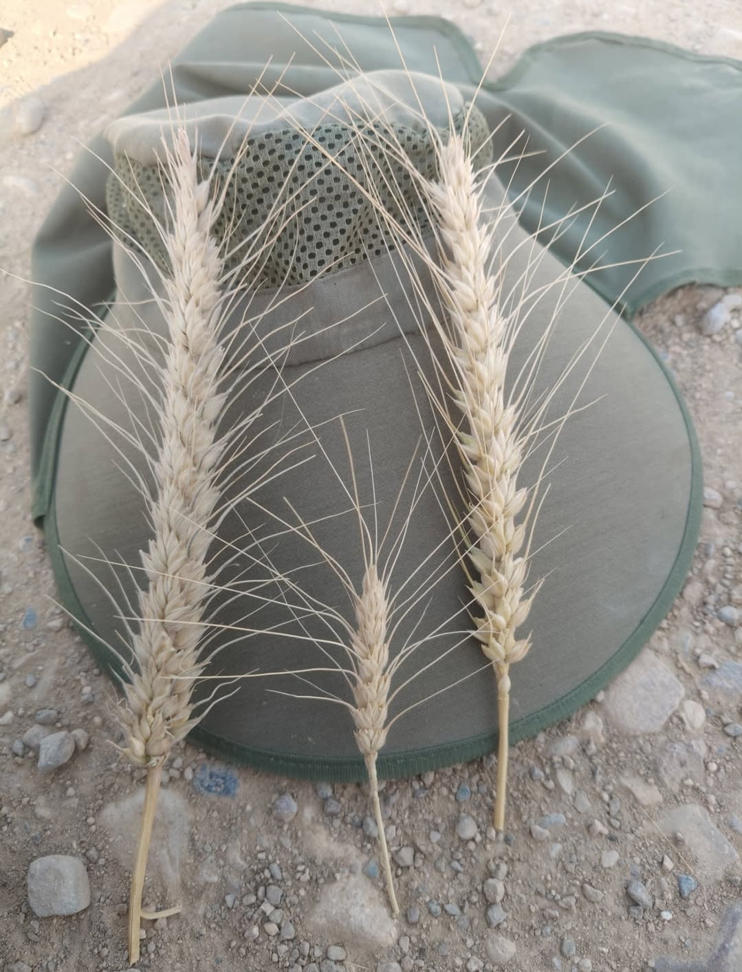 طول خوشه 20سانتی