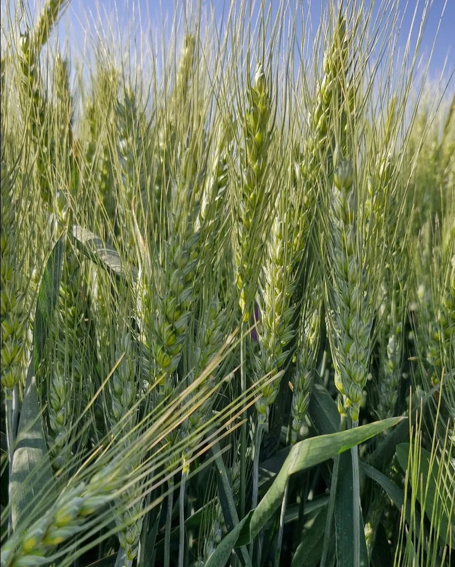 بذرگندم هیبریدی